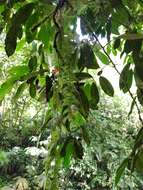 Image of Columnea microcalyx Hanst.