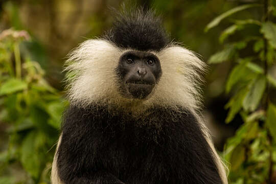 Imagem de Colobus angolensis ruwenzorii Thomas 1901