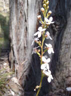 Image of Stylidium graminifolium Sw. ex Willd.