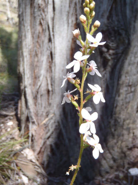 Image of Stylidium graminifolium Sw. ex Willd.