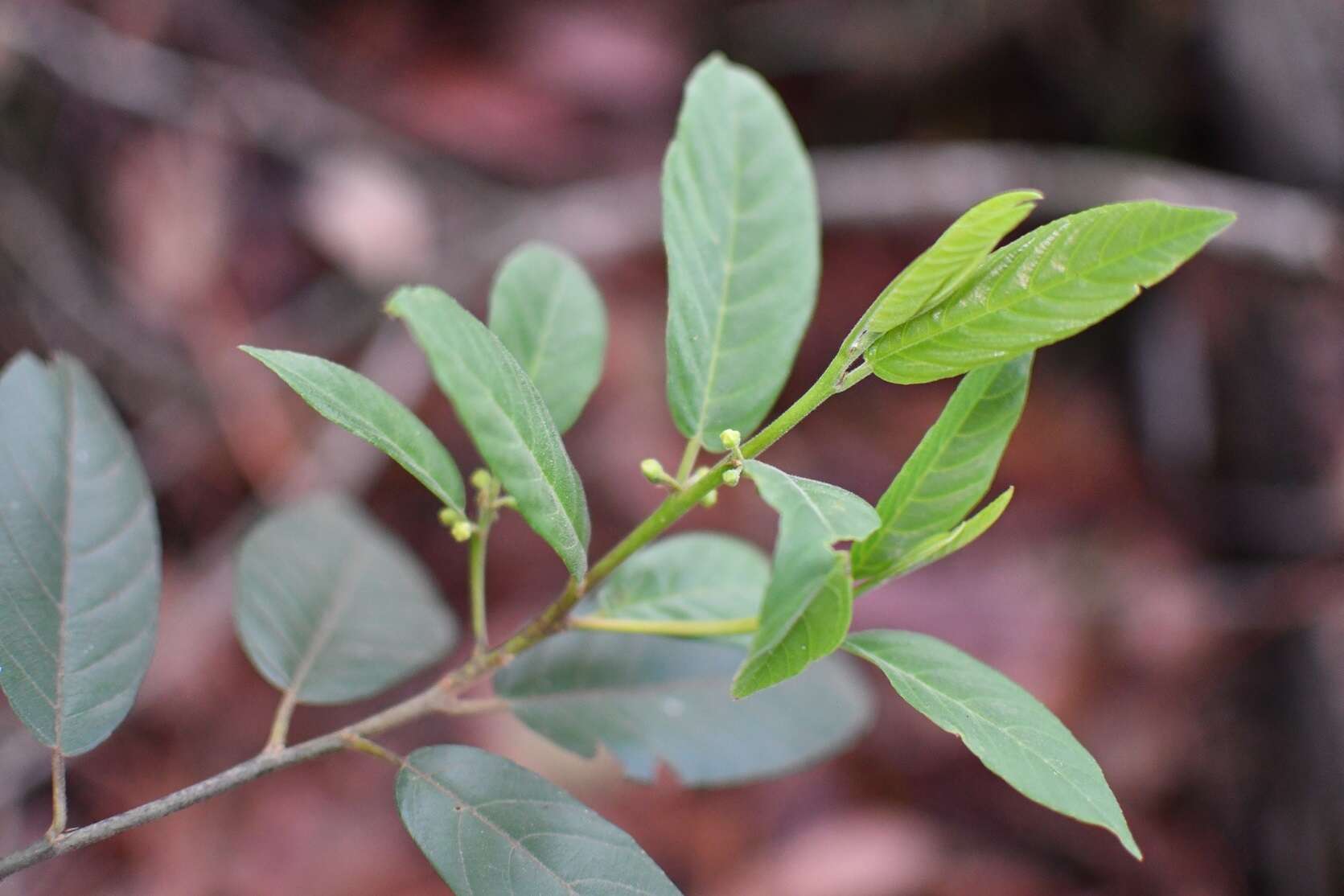 Image of Frangula mucronata (Schlechtend.) Grubov