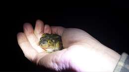 Image of Eastern Spadefoot