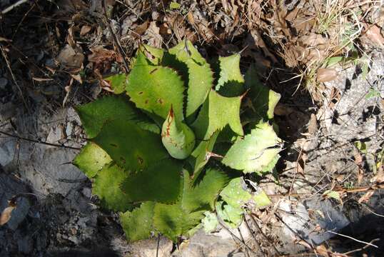 Image of Agave bovicornuta Gentry