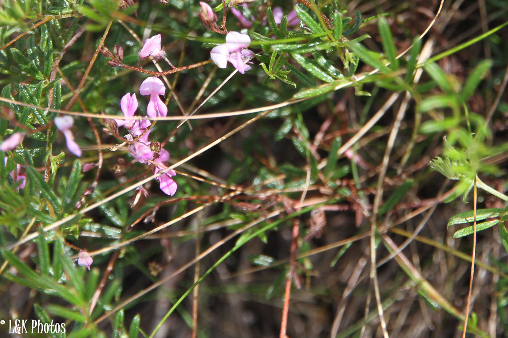 Imagem de Indigofera angustifolia L.