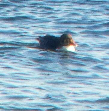 Image of King Eider