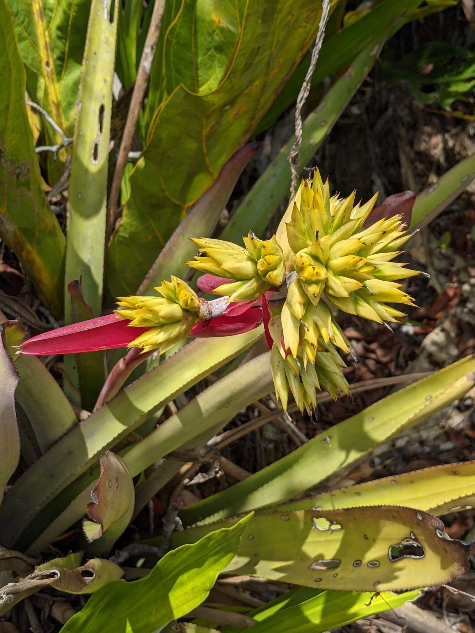 Image de Aechmea aquilega (Salisb.) Griseb.