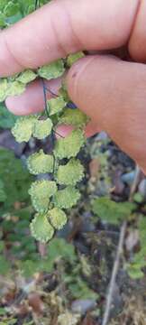 Adiantum chilense var. sulphureum (Kaulf.) Giudice的圖片