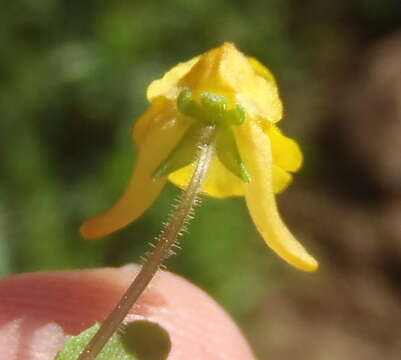 Image of Hemimeris gracilis Schltr.