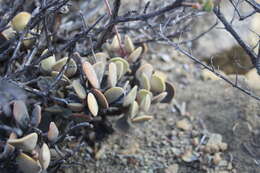 Image of Adromischus liebenbergii Hutchison