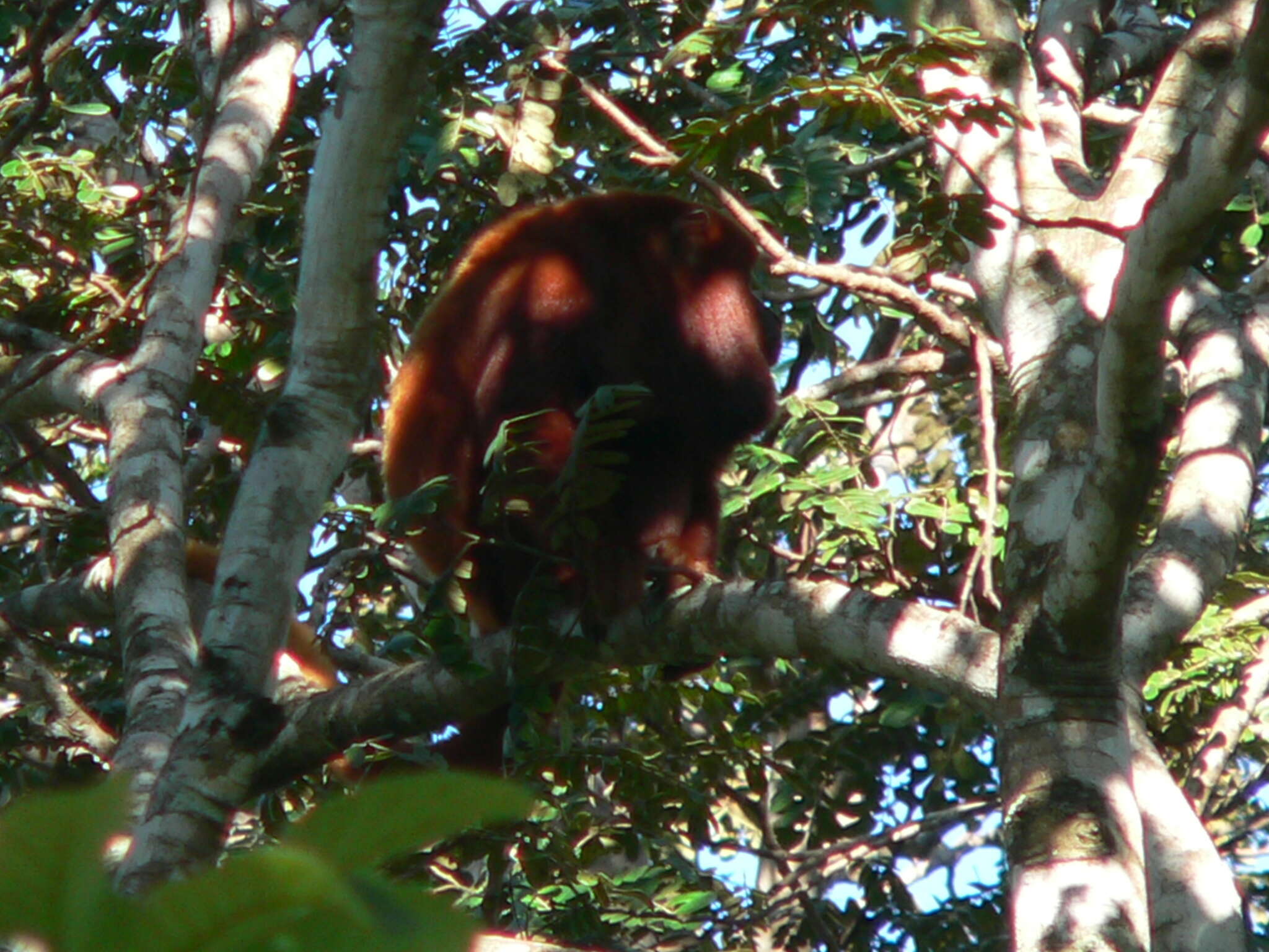 Image of ursine howler monkey