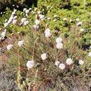 Image of Spiny Thrift