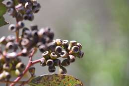 Слика од Eucalyptus behriana F. Müll.