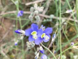 Image of Heliophila digitata L. fil.