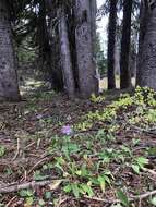 Image of Glacier Fleabane