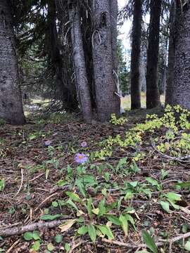 Image of Glacier Fleabane