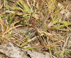 Image of Archaeosynthemis orientalis Tillyard 1910