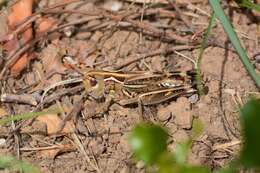 Image of Arcyptera (Pararcyptera) brevipennis subsp. vicheti Harz 1975