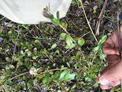 Image of bearberry