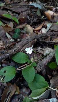 Image of Rhinacanthus humilis Benoist