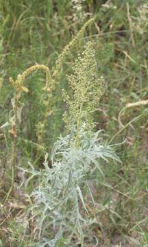 Image of woolly marsh elder