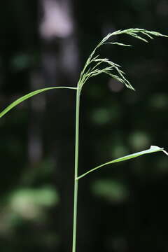 Imagem de Cinna latifolia (Trevir.) Griseb.