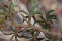 Indigofera digitata Thunb.的圖片