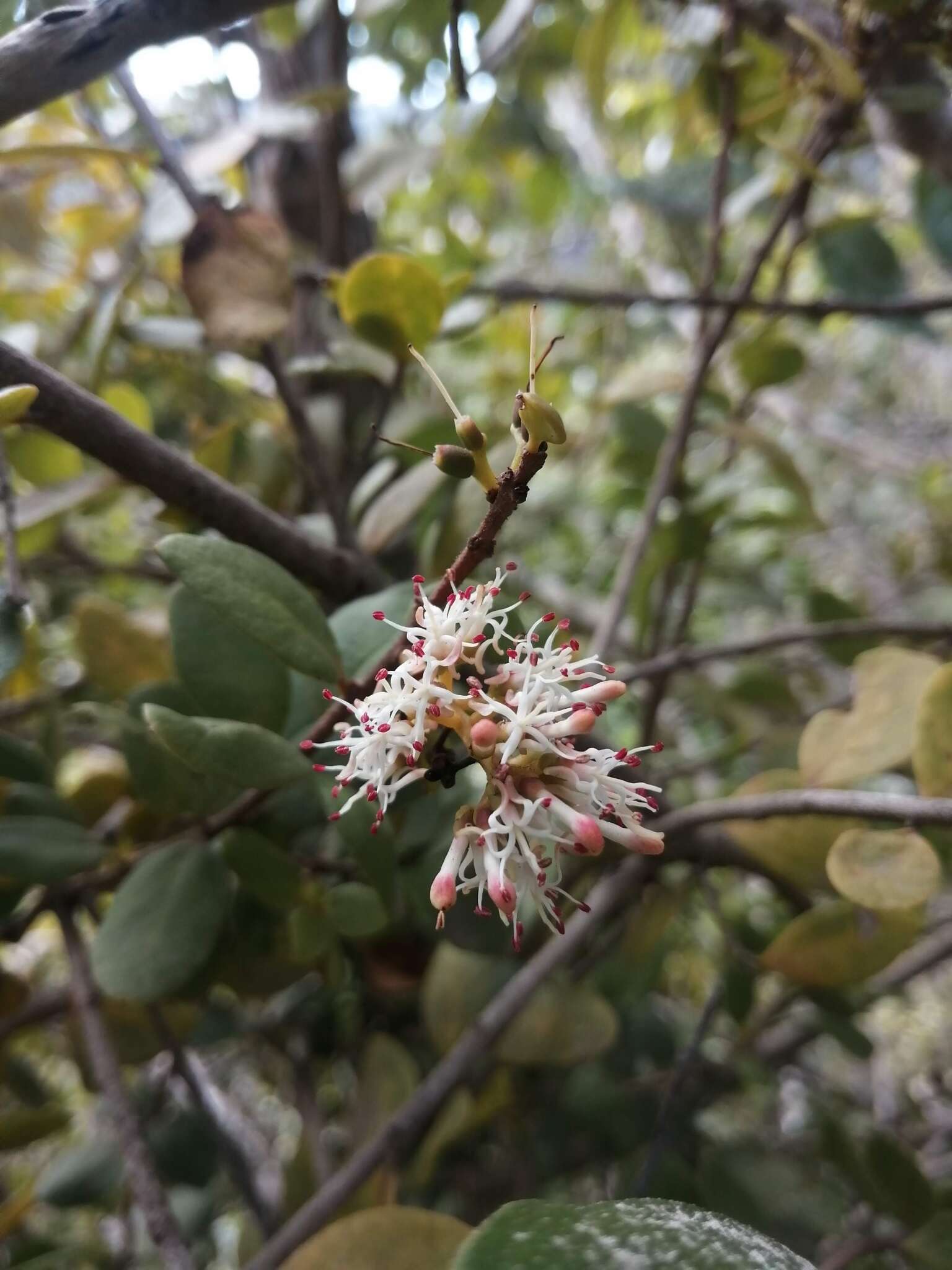 Notanthera heterophyllus G. Don的圖片