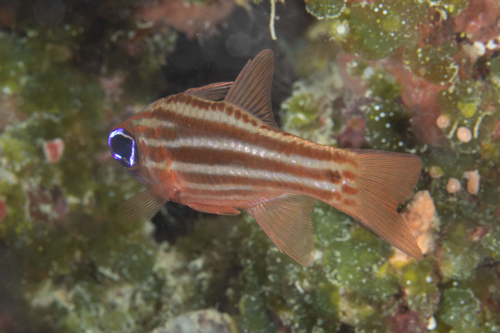 Image of Blue-eye cardinalfish