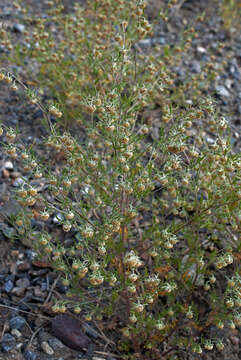 Image of Artemisia macrocephala Jacquem. ex Bess.