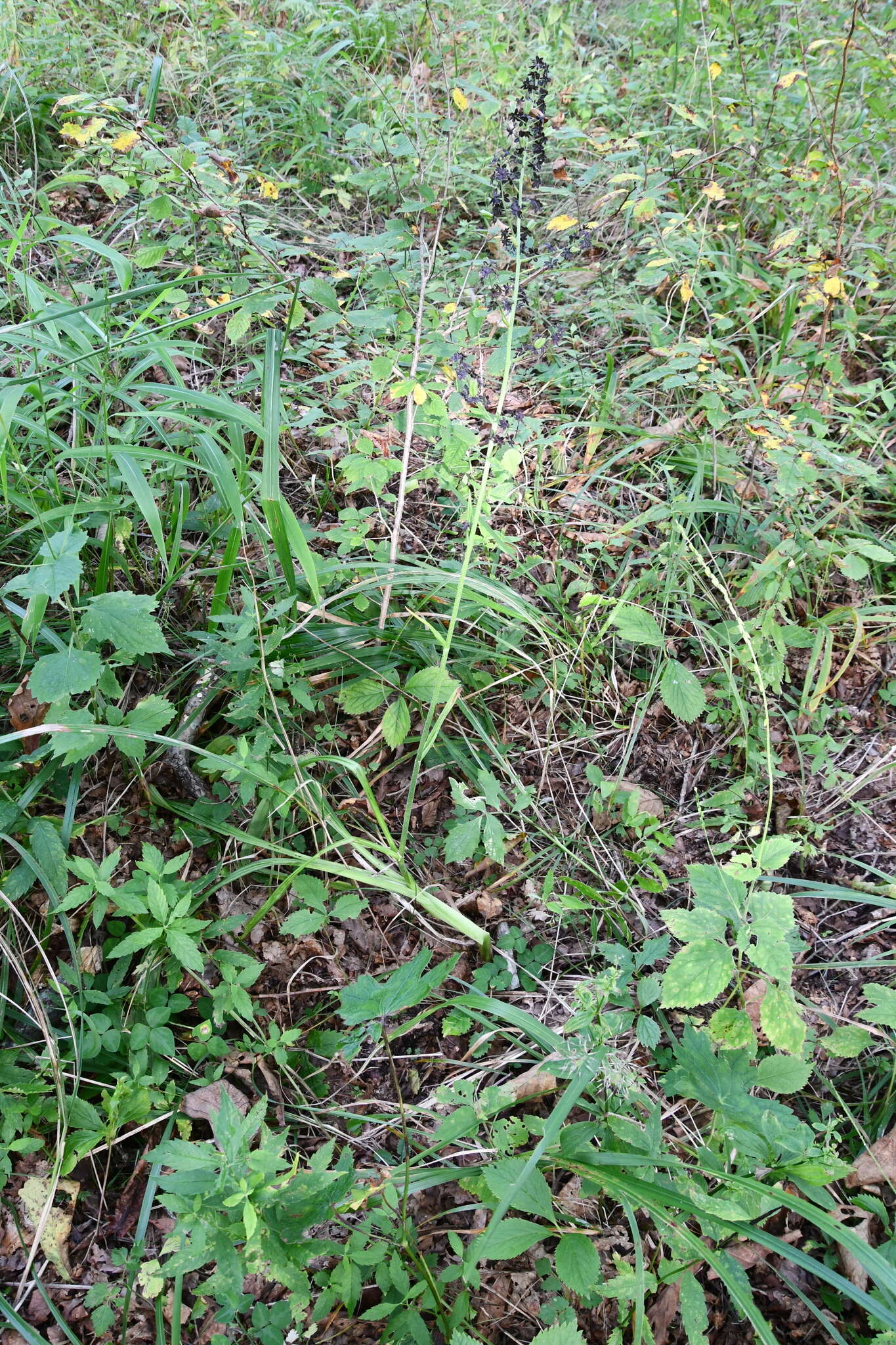 Image of Veratrum maackii Regel