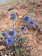 Echinops tataricus的圖片