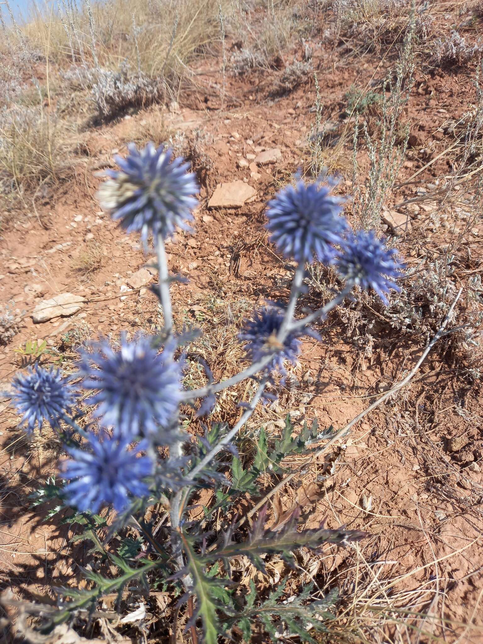 Imagem de Echinops tataricus