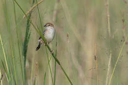 Image of Stout Cisticola