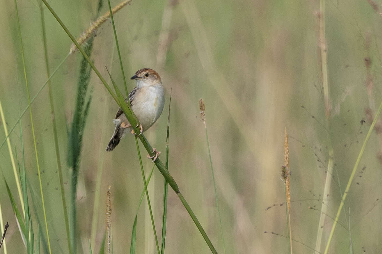 Image of Stout Cisticola