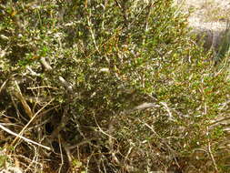 Image of Cliffortia ericifolia L. fil.