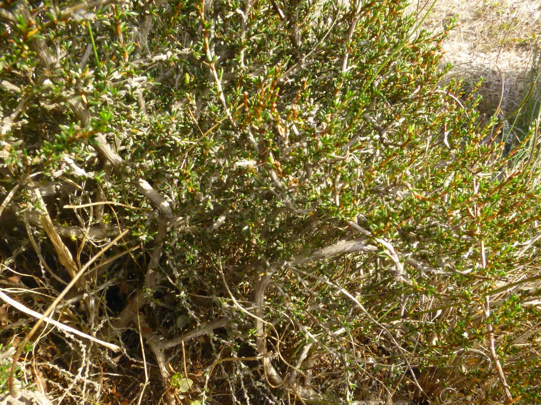 Image of Cliffortia ericifolia L. fil.