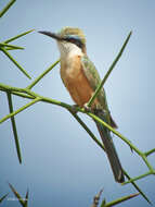 Image of Somali Bee-eater