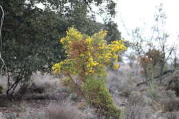 Image of Ulex parviflorus Pourr.