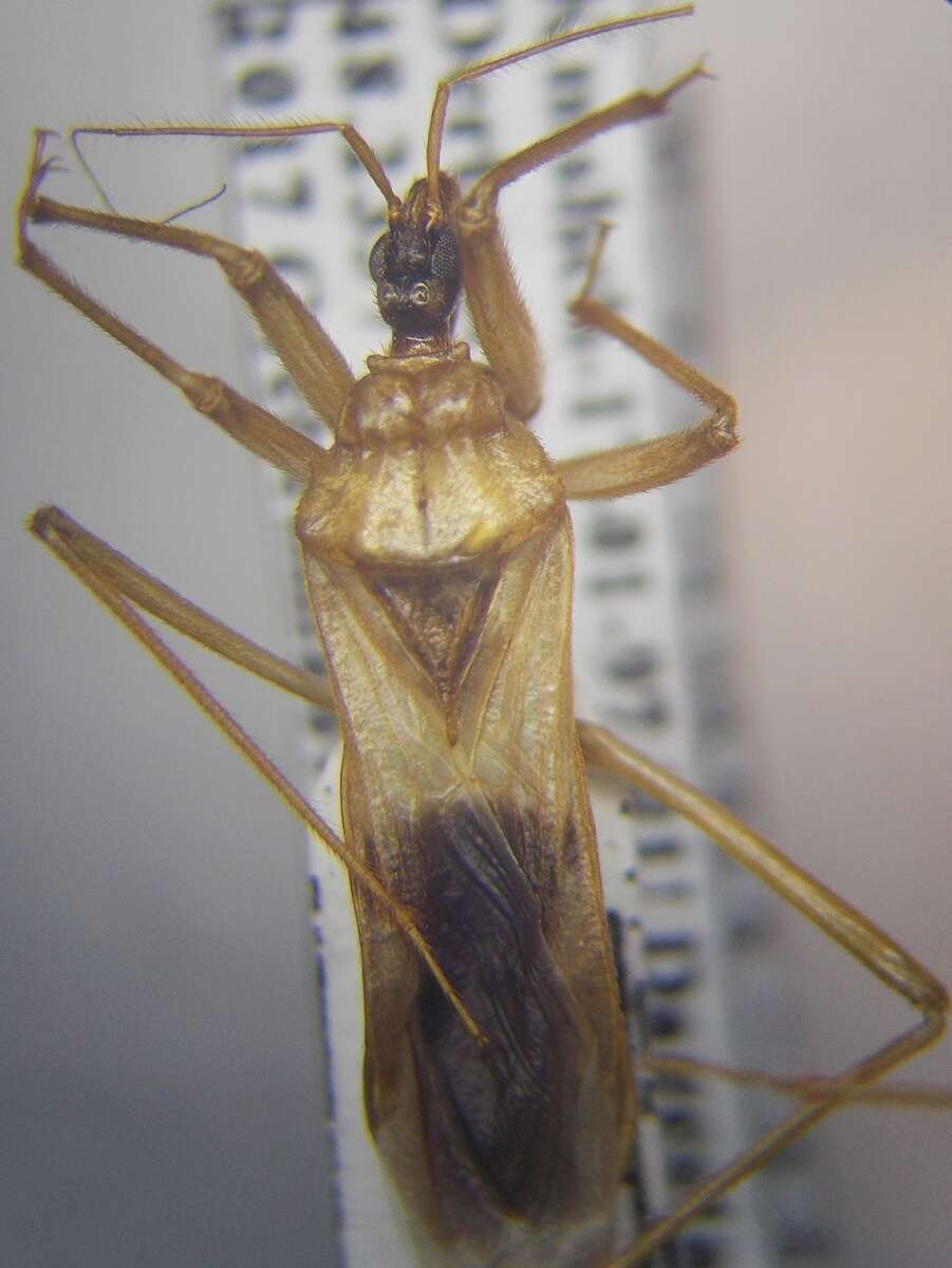 Image of Reduvius testaceus (Herrich-Schaeffer 1848)