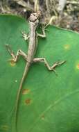 Image of Garland Anole