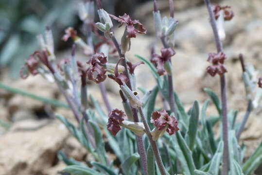 Image of Matthiola farinosa Bunge