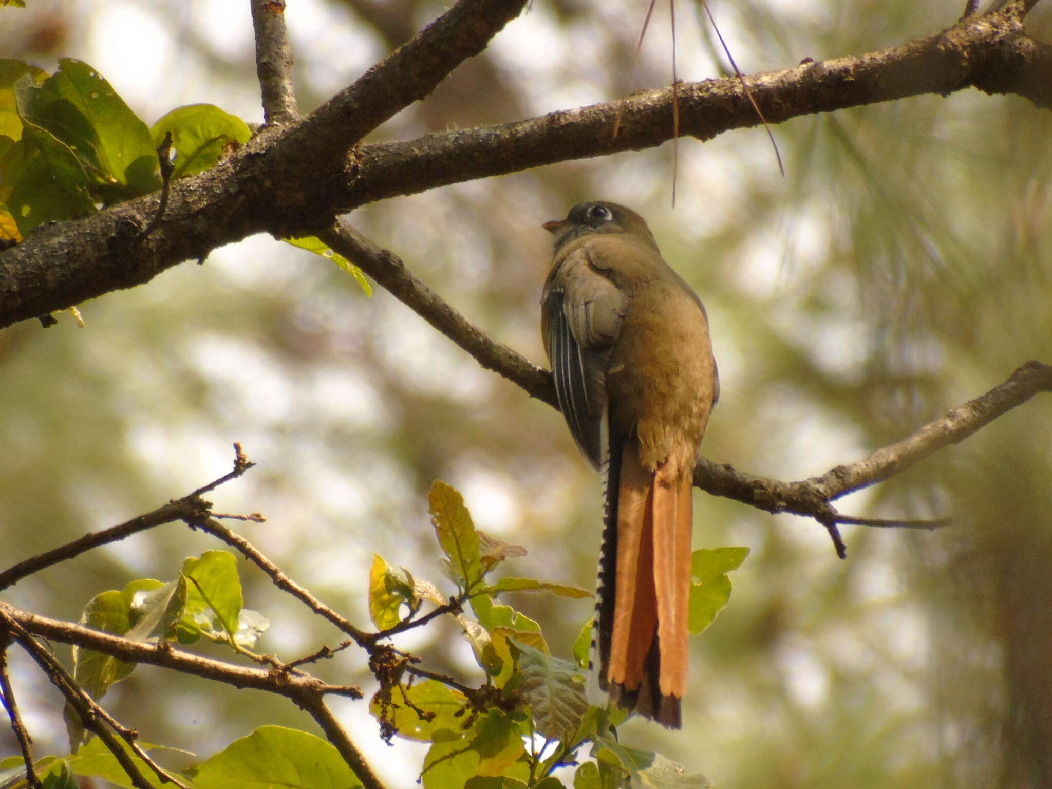 Image of Mountain Trogon