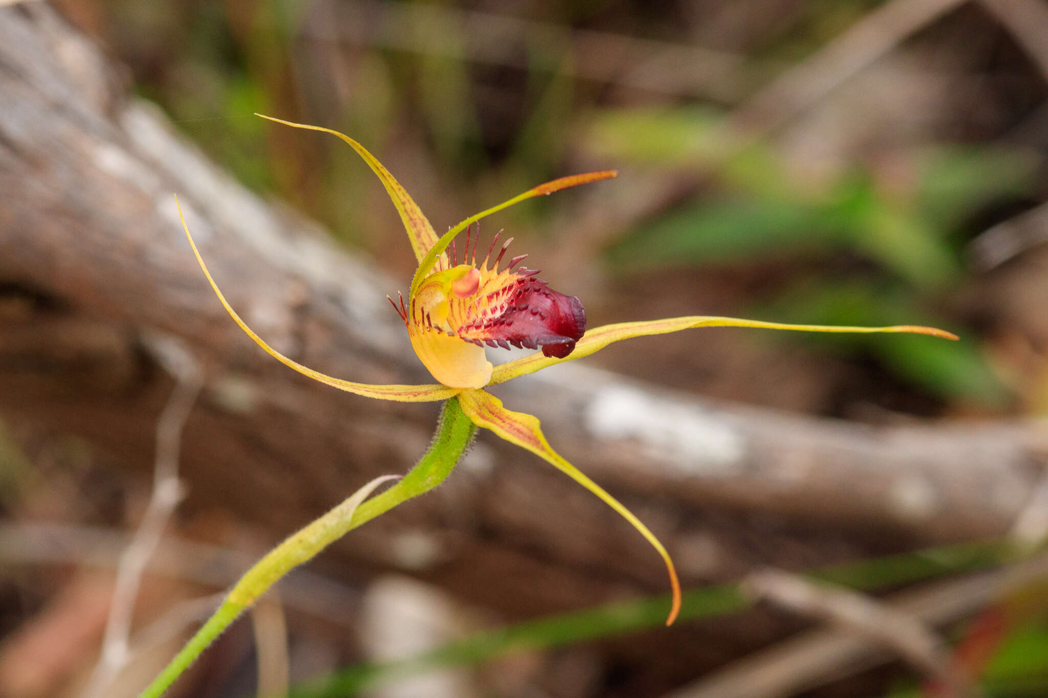 Image of Swamp spider orchid