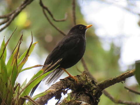 Turdus infuscatus (Lafresnaye 1844)的圖片