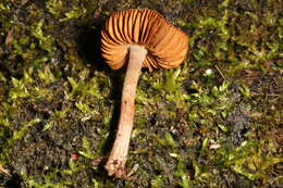 Image of Cortinarius perviolaceus Murrill 1946