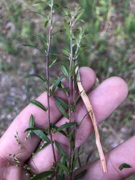 Image of Illinois pinweed