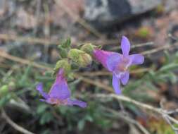 Image of Gairdner's beardtongue