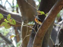 Pericrocotus cinnamomeus (Linnaeus 1766) resmi