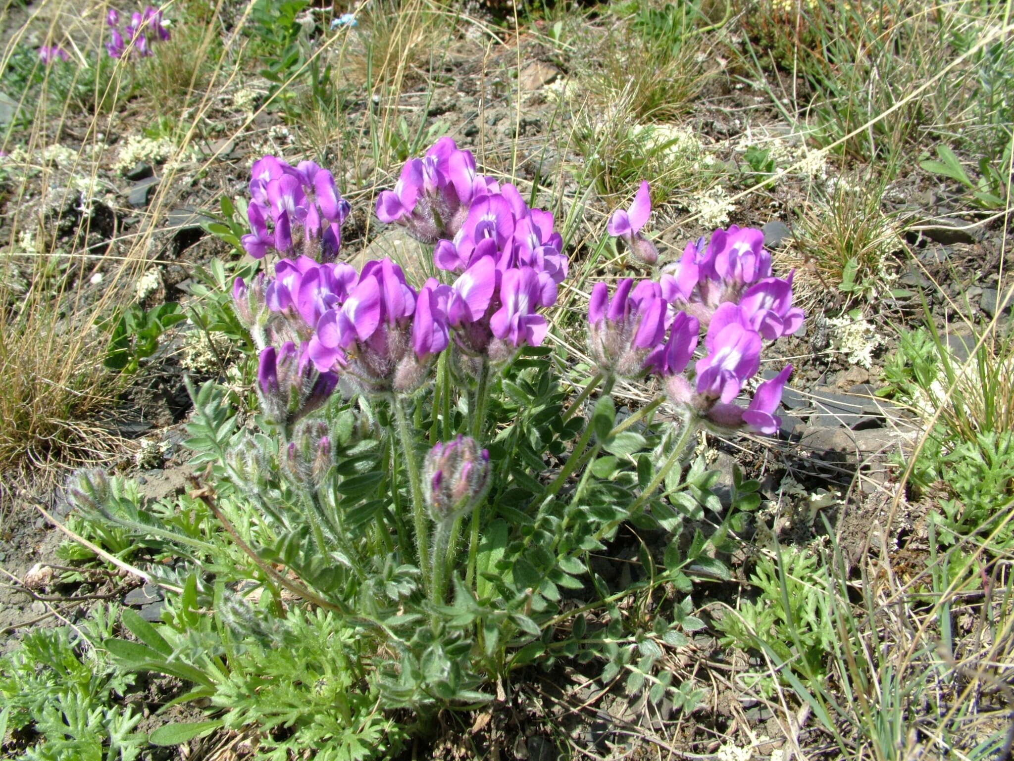 Image of Oxytropis arctica subsp. taimyrensis