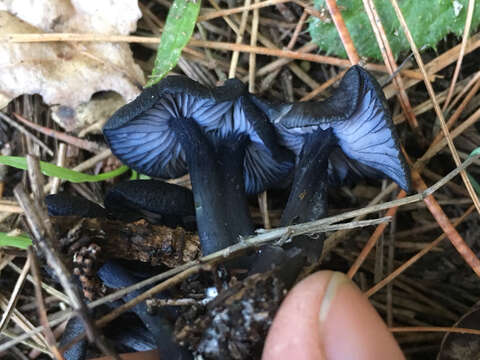 Image of Entoloma serrulatum (Fr.) Hesler 1967